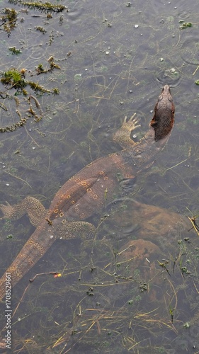 A water monitor (Kabaragoya) in the water
