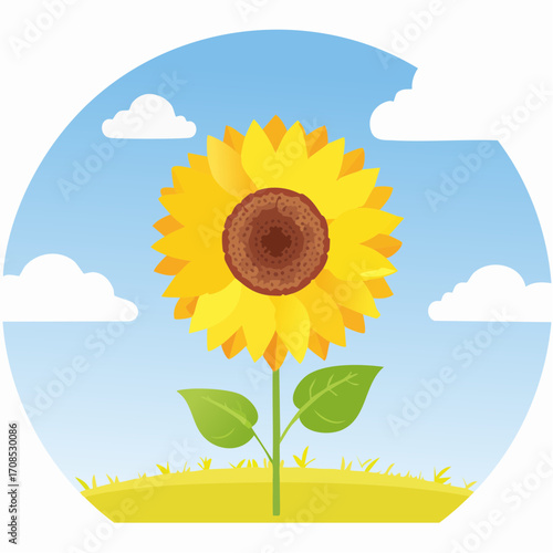 Sonnenblume