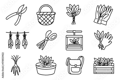 Dye Plant Harvest Icons. Line style icons of dye plant harvesting: pruning shears, woven basket, fresh leaf bundle, cut stems,