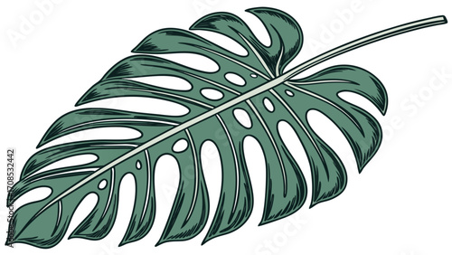 monstera deliciosa leaf tropical plant green botanical illustration split holes isolated on white background.