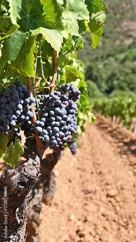 Cannonau grapes. Bunches of ripe black grapes among the branches of the plant in the row of a vineyard. Traditional agriculture in Sardinia. Footage.
