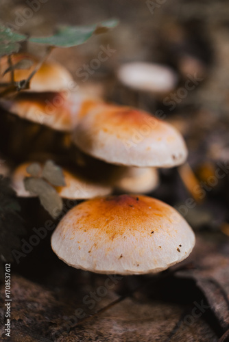 a toadstool on the forest floor. Close-up of the beautiful red cap.