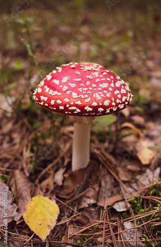 a toadstool on the forest floor. Close-up of the beautiful red cap.
