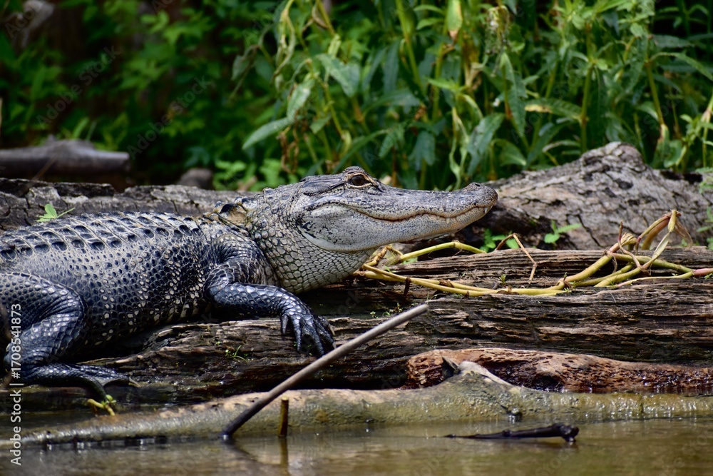 Fototapeta premium alligator in the swamp