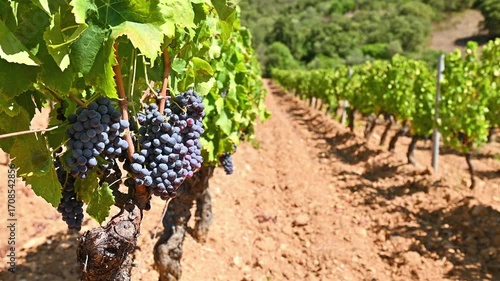 Cannonau grapes. Bunches of ripe black grapes among the branches of the plant in the row of a vineyard. Traditional agriculture in Sardinia. Footage.