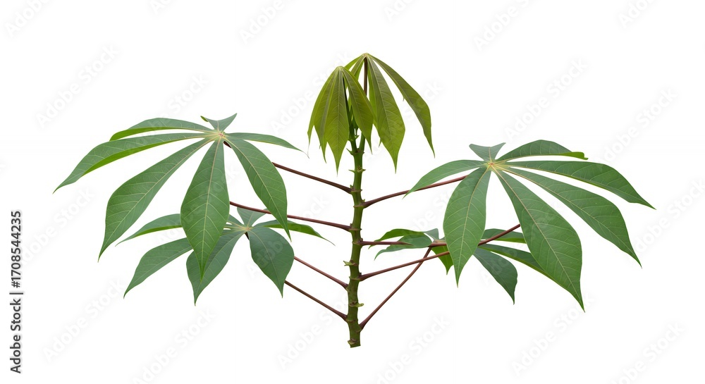 Naklejka premium Cassava plant sprout