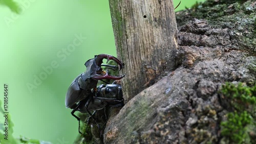 Stag beetle pair mating at an oak sap leak, lucanus cervus, may, lower saxony, north germany 