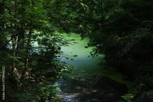 morning in the woods