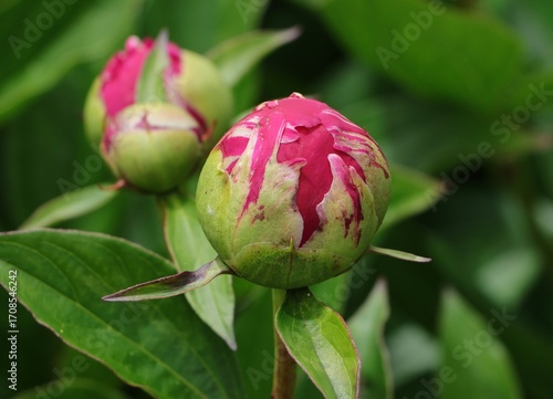 peonies