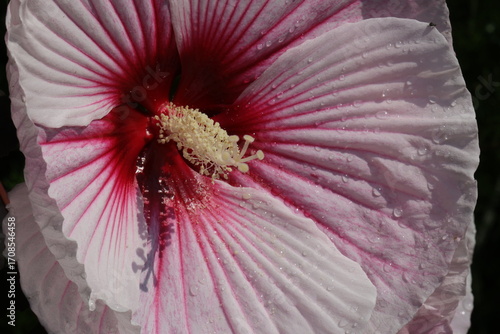 Rose mallow flower