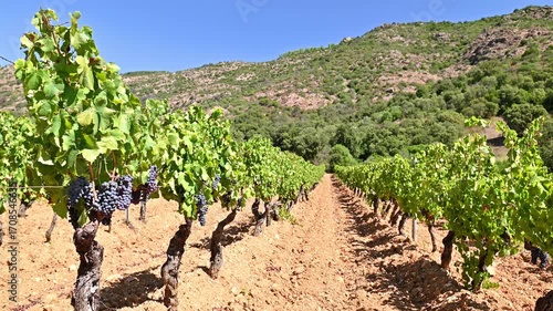 Overview of the rows of a vineyard cultivated on the plain between the mountains and the hills, under a spectacular blue sky. Traditional agriculture in Sardinia. Footage.