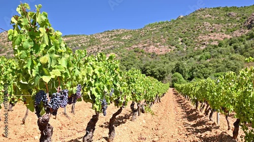 Overview of the rows of a vineyard cultivated on the plain between the mountains and the hills, under a spectacular blue sky. Traditional agriculture in Sardinia. Footage.
