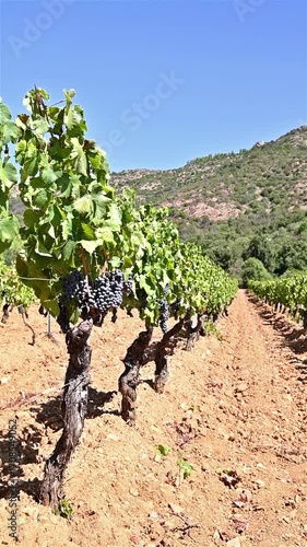 Overview of the rows of a vineyard cultivated on the plain between the mountains and the hills, under a spectacular blue sky. Traditional agriculture in Sardinia. Footage.