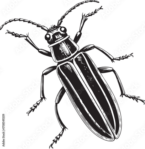 Soldier beetle Pest Farm Insect Vector Illustration, Sketch Drawing Line Linear Symbol Icon Engraving Coloring Book, Hand-drawn Doodle Black and White Isolated