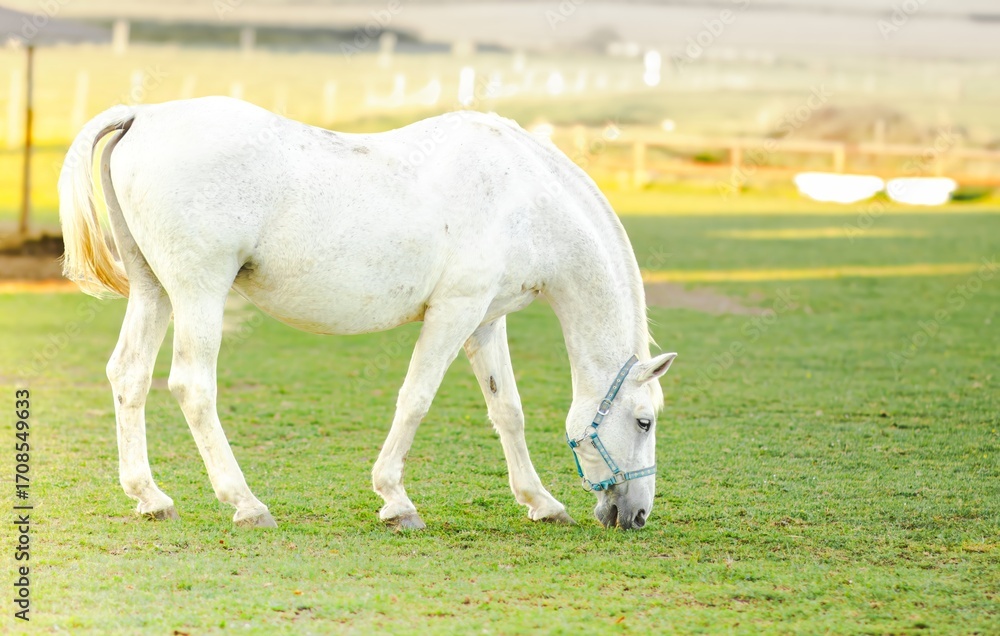 Obraz premium White horse grazing on lush green grass in a serene pasture, with soft sunlight illuminating the scene, showcasing the beauty of nature and equine life