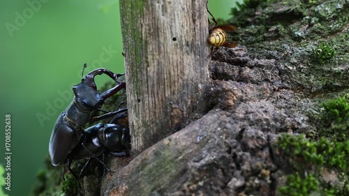 Stag beetle pair mating on an oak sap lick together with a hornet, lucanus cervus, vespa crabro,  may, lower saxony, north germany 