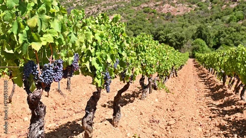 Cannonau grapes. Bunches of ripe black grapes among the branches of the plant in the row of a vineyard. Traditional agriculture in Sardinia. Footage.