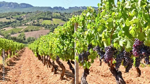 Cannonau grapes. Bunches of ripe black grapes among the branches of the plant in the row of a vineyard. Traditional agriculture in Sardinia. Footage.