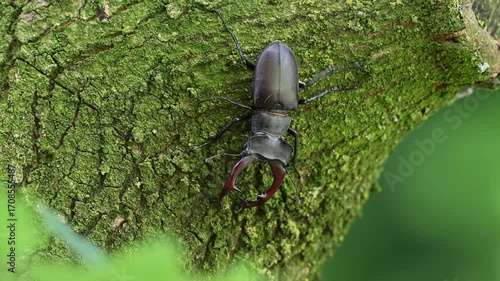 Stag beetle male climbs along an oak trunk looking for food, lucanus cervus, may, lower saxony, north germany 