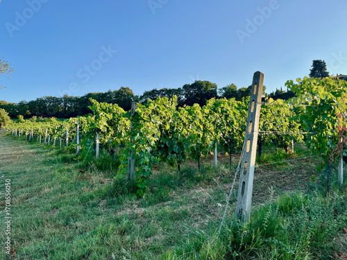 Grape plantations in Tuscany. Near towns Cetona and Piazze. View of the Tuscan mountains. Blue sky