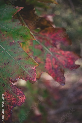 close-up of a red autumn leaf