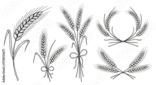 Elegant hand-drawn wheat stalks and decorative arrangements on white background