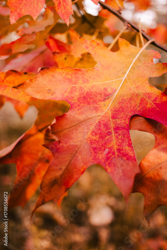 close-up of a red autumn leaf