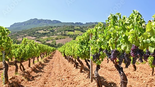 Overview of the rows of a vineyard cultivated on the plain between the mountains and the hills, under a spectacular blue sky. Traditional agriculture in Sardinia. Footage.