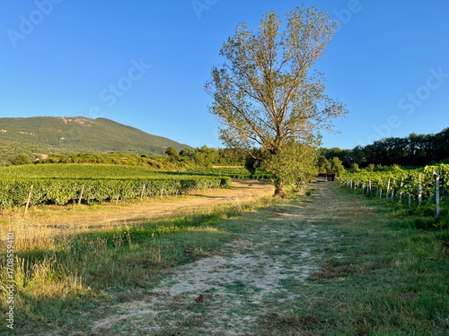 Grape plantations in Tuscany. Near towns Cetona and Piazze. View of the Tuscan mountains. Blue sky