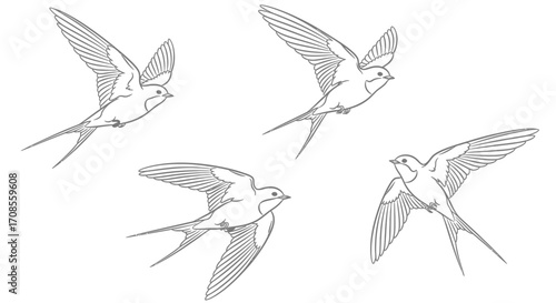 Graceful swallows in flight, depicted in elegant line art