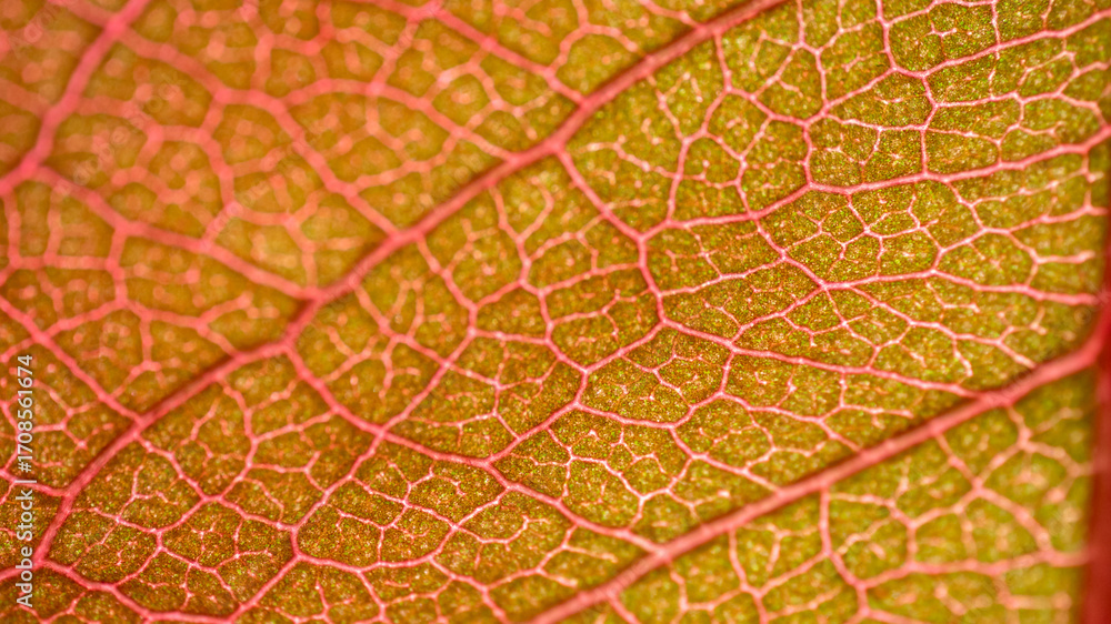 Obraz premium Cell Structure View of Leaf Surface Showing Plant Cells For Education. Leaf in Macro Shot Background. Bright Orange Leaves of Plant or Tree With Texture and Pattern Close Up