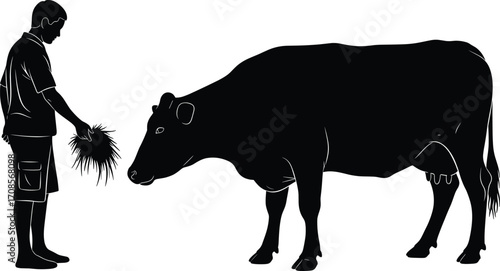 Silhouette of person feeding cow with grass in rural farm setting, representing agriculture, livestock care, farming lifestyle, and human‑animal interaction