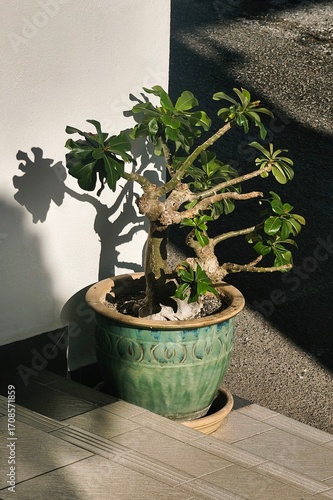 Adenium in a decorative pot