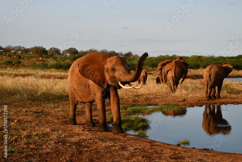 Canvas Print Majestic elephants gather at watering hole in golden savanna light