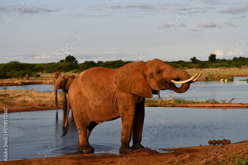Canvas Print Majestic elephants drinking water in African savanna landscape