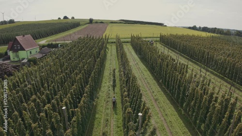 Bavarian Farmers Hop Field work with truck view from drone view