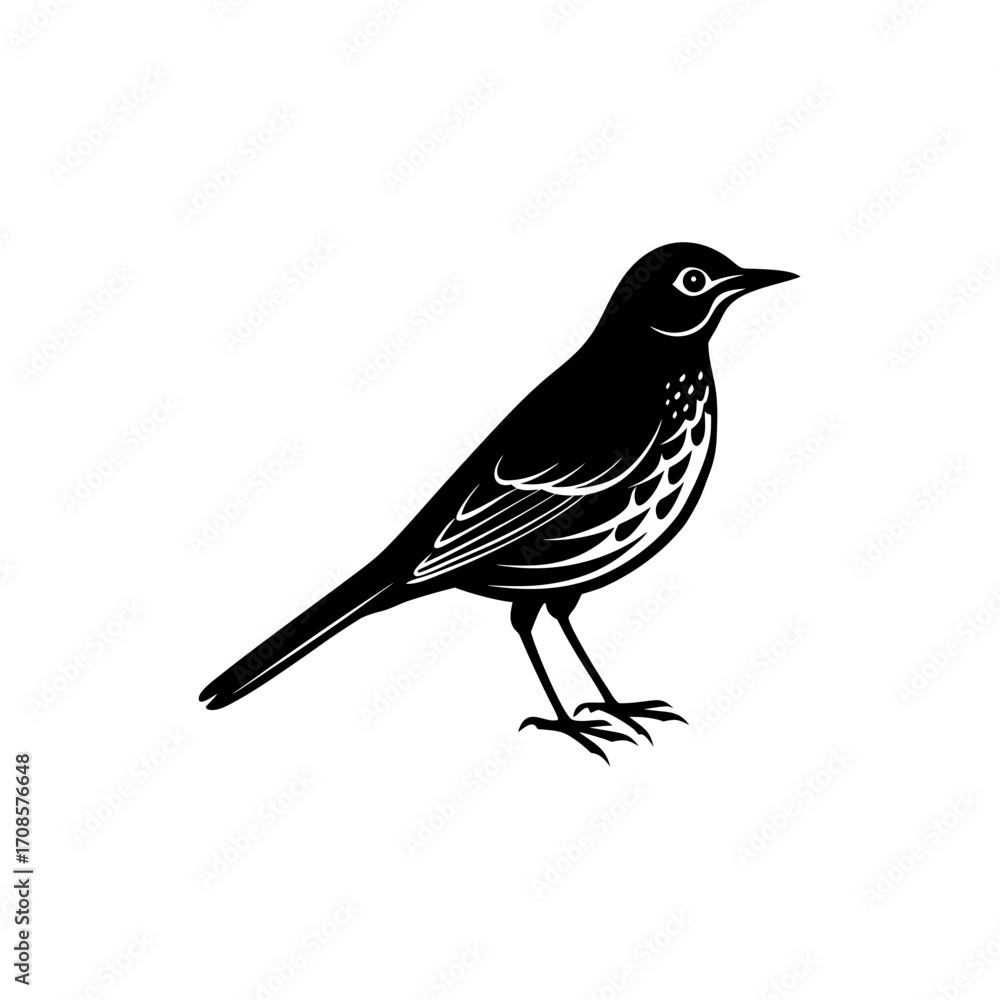 Fototapeta premium Buff Bellied Pipit Bird Silhouette