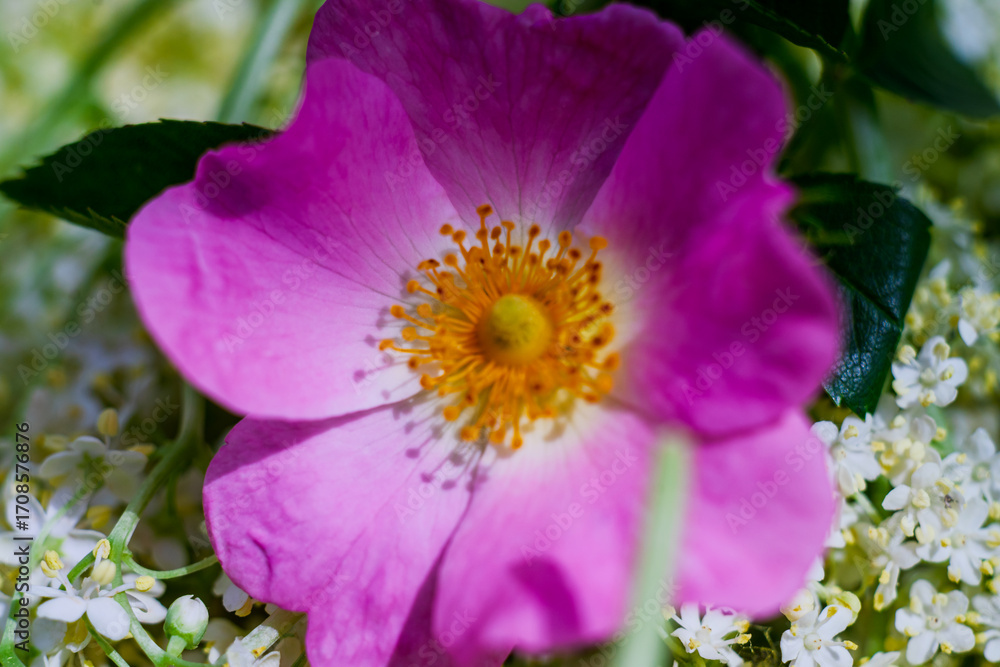 Fototapeta premium Spring and summer nature scene with blooming Dog Rose