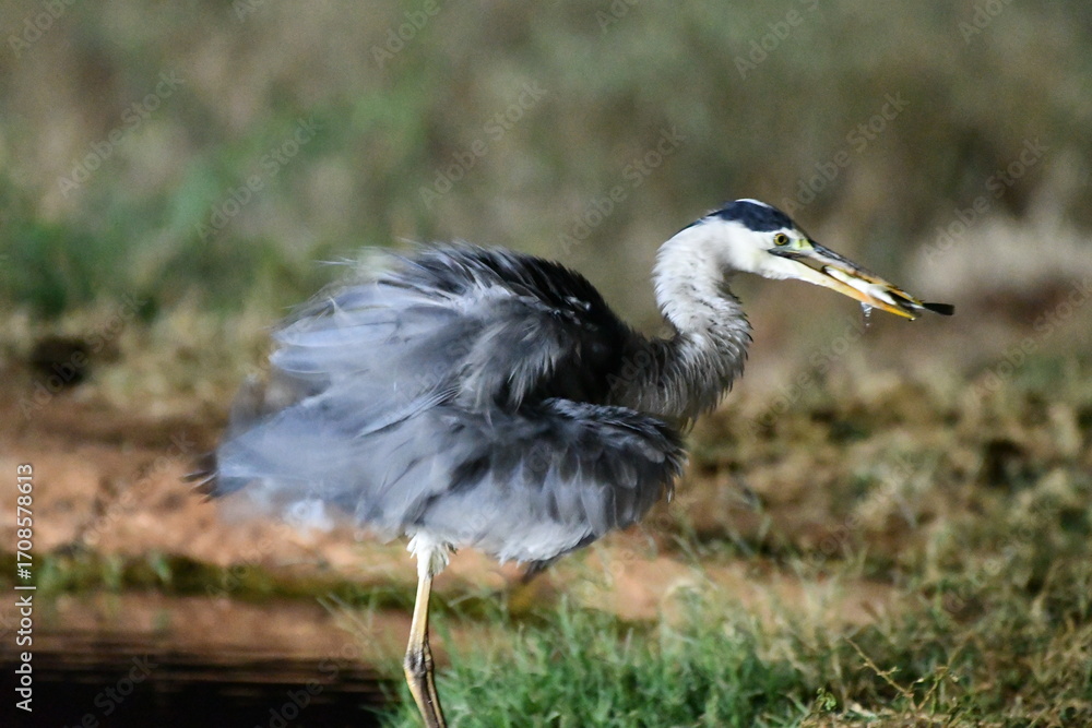 Obraz premium Heron catches fish with beak, nature's bounty revealed