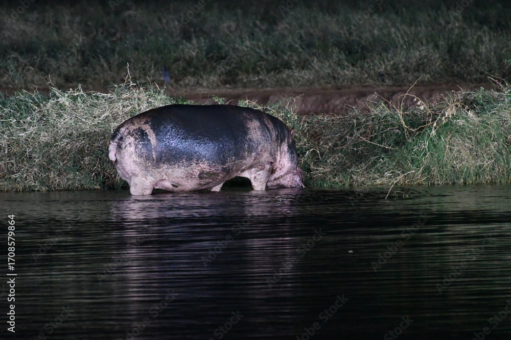 Fototapeta premium Hippopotamus wading in dark water near grassy bank