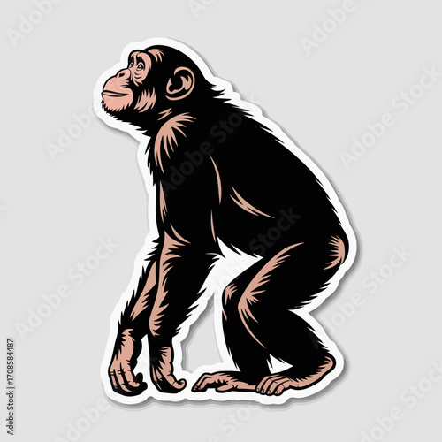 Illustration of a chimpanzee sitting and looking up