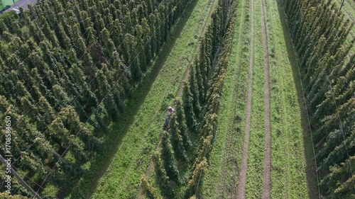 Bavarian Farmers Hop Field work with truck view from drone view