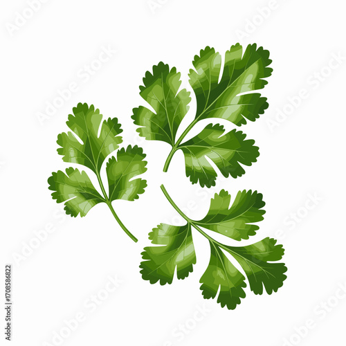 Fresh Coriander Leaves Vector Illustration