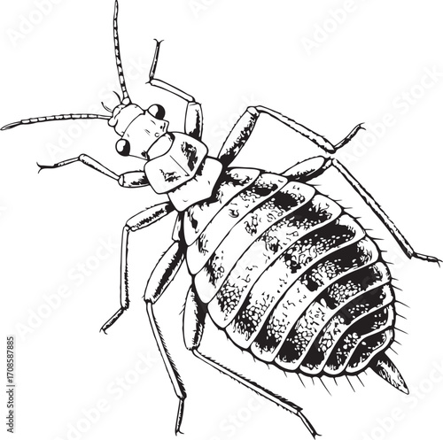 Aphid Insect Farm Pest Vector Illustration, Sketch Drawing Line Linear Symbol Icon Engraving Coloring Book, Hand-drawn Doodle Black and White Isolated