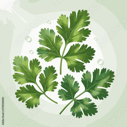 Fresh Coriander Leaves Vector Illustration