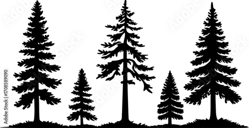 Silhouette of Pine Trees in Forest Landscape"