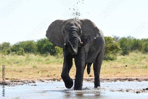 Foto Elefantenbulle (loxodonta africana) am Wasserloch Tsumcor im Etoscha Nationalpar