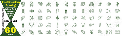 Scientific Anatomy Drawing Line Art Vector Icons Set. 60 Icons Easy to Edit organs, skeleton, muscles, cells, biology, science, medical, health, research, illustration, icons, set, human body concept.