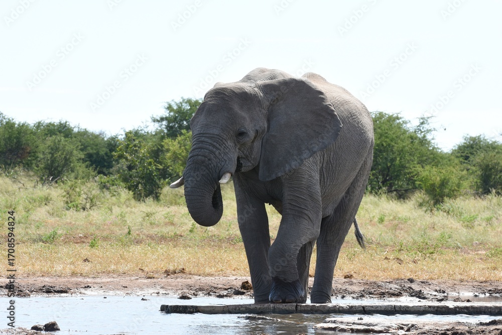 Obraz premium Elefantenbulle (loxodonta africana) am Wasserloch Tsumcor im Etoscha Nationalpark