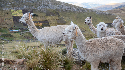 Alpacas en los Andes de Huancavelica Perú - Alpacas in the Huancavelica Andes of Peru